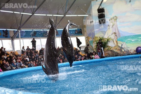 Delfinarium