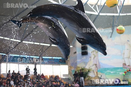 Delfinarium